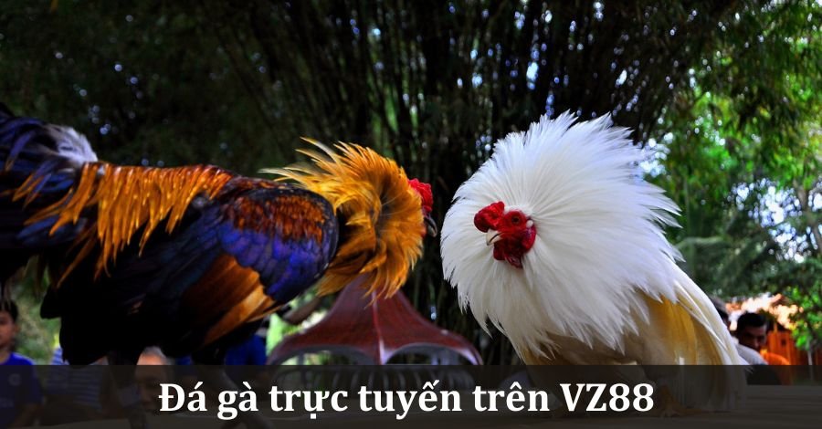 Đá gà trực tuyến trên VZ99 với cơ hội chiến thắng khủng